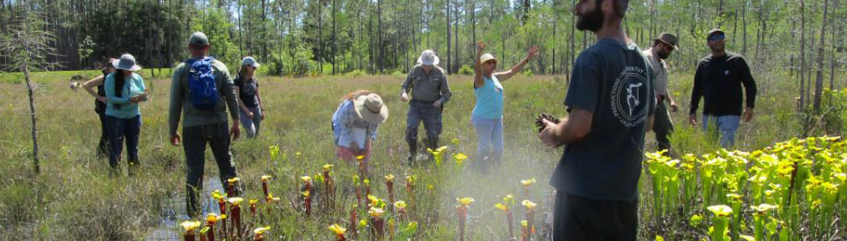 Photo of people in a natural setting looking at Pitcher Plants.